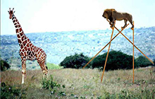 охота на жирафа