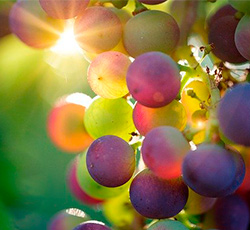 Виноград и солнце