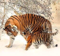 Тигр с тигренком